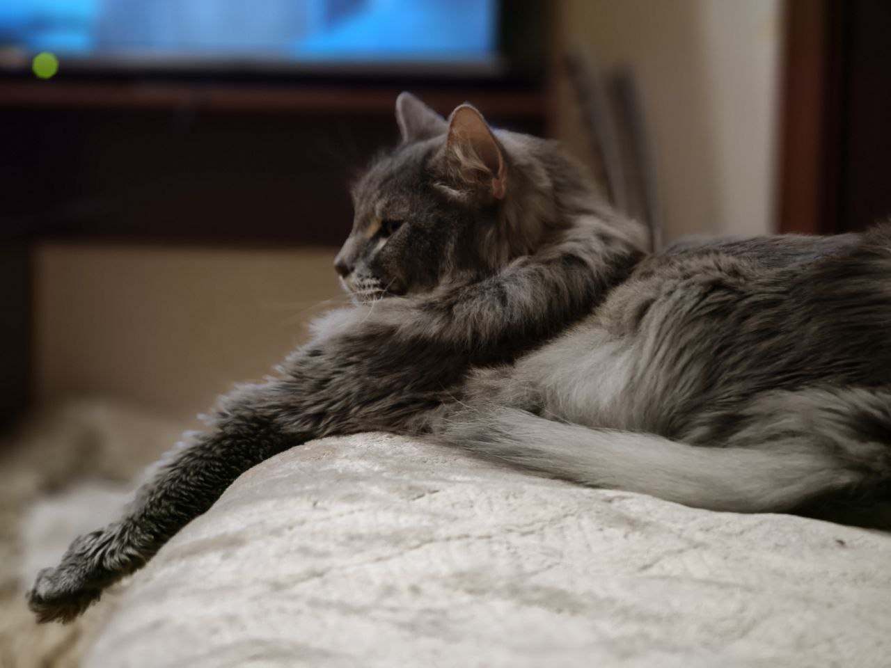 Третий день реву... Умер котик...